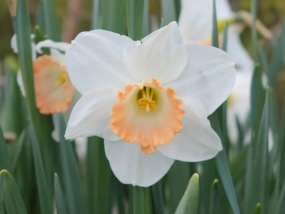 Narcissus 'Katie Heath' 02.JPG