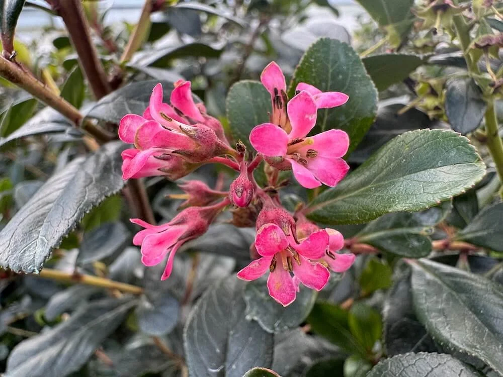 Escallonia x exoniensis 'Fradesii' 01.jpeg