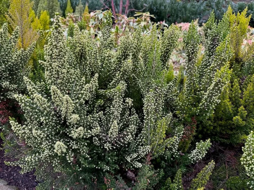 Erica arborea f. aureifolia 'Estrella Gold' 03.jpeg