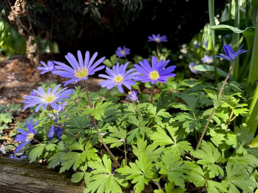 Anemonoides blanda 03.jpeg