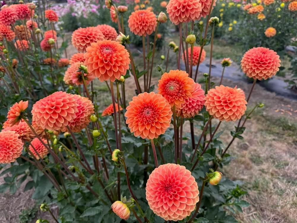 Dahlia 'Maarn' 04.jpeg