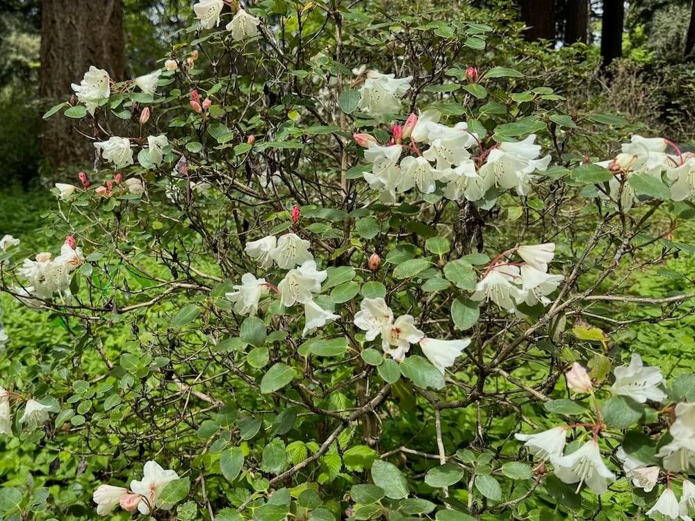 Rhododendron callimorphum ssp. myiagrum 03.jpeg