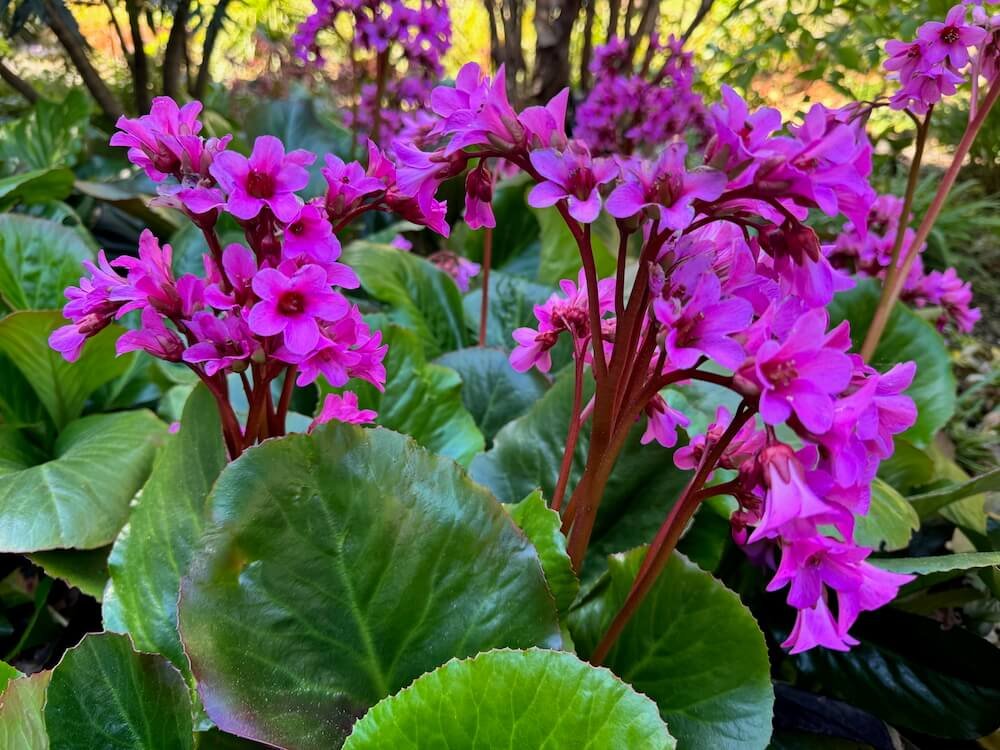 Bergenia cordifolia 'Winter Glow' | Winter Glow Bergenia