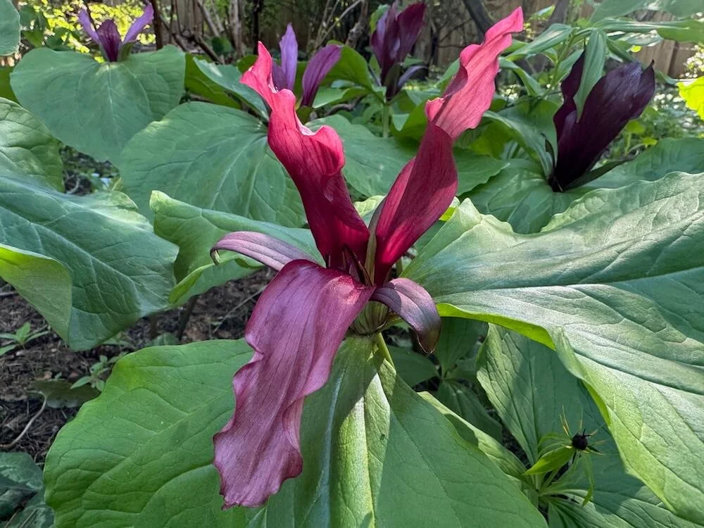 Trillium chloropetalum 'Volcano' 02.jpeg