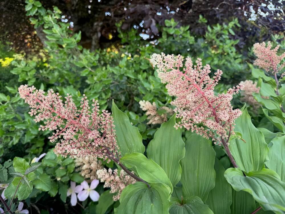 Maianthemum racemosum subsp. amplexicaule 04.jpeg