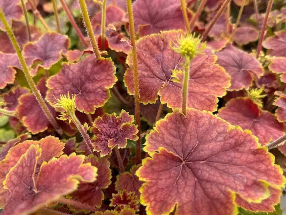 Heuchera 'Delta Dawn' 03.jpeg