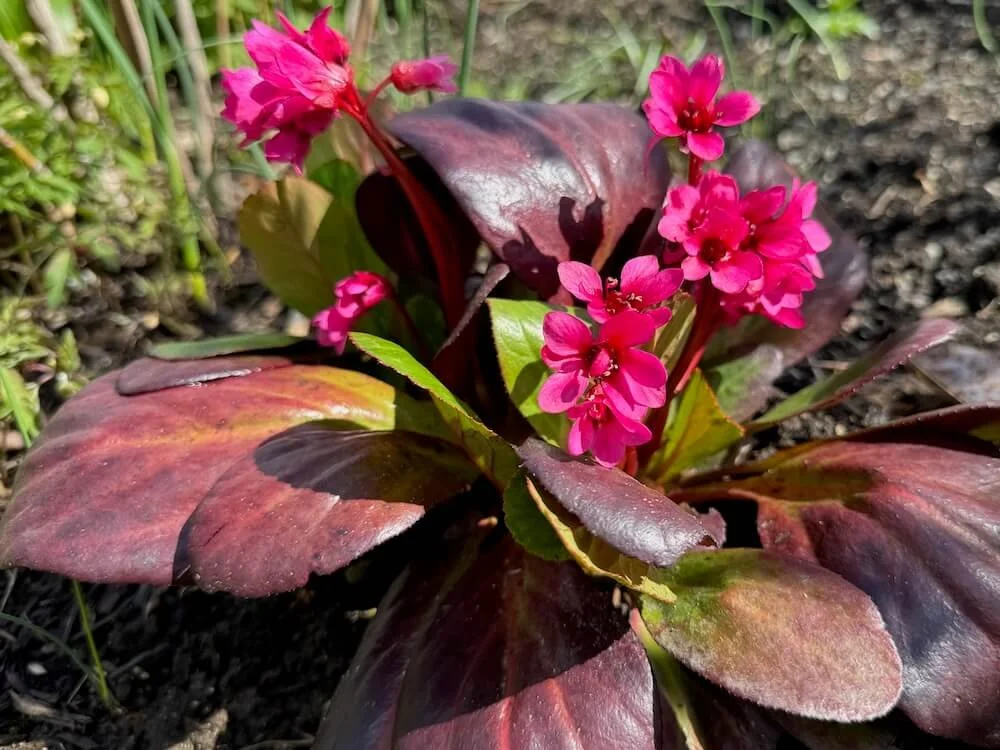 Bergenia 'Abendglut' 02.jpeg