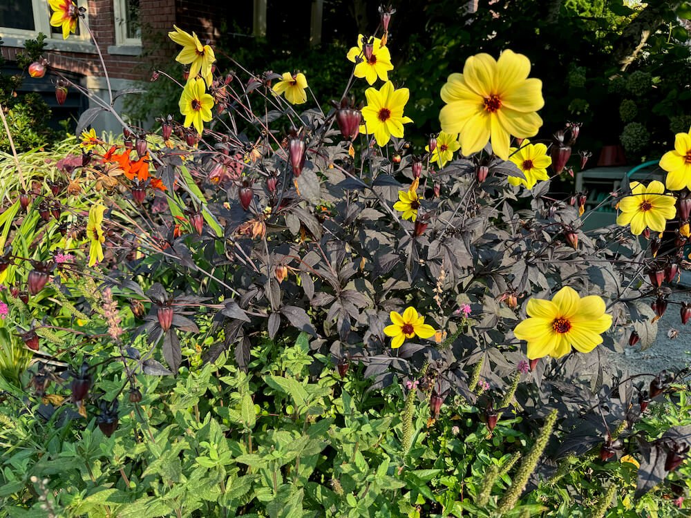 Dahlia 'Mystic Illusion' 03.jpeg