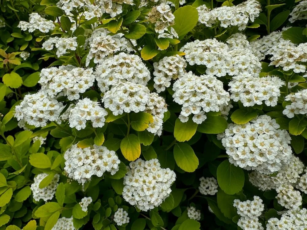 Spiraea betulifolia 'Tor Gold' 01.jpeg