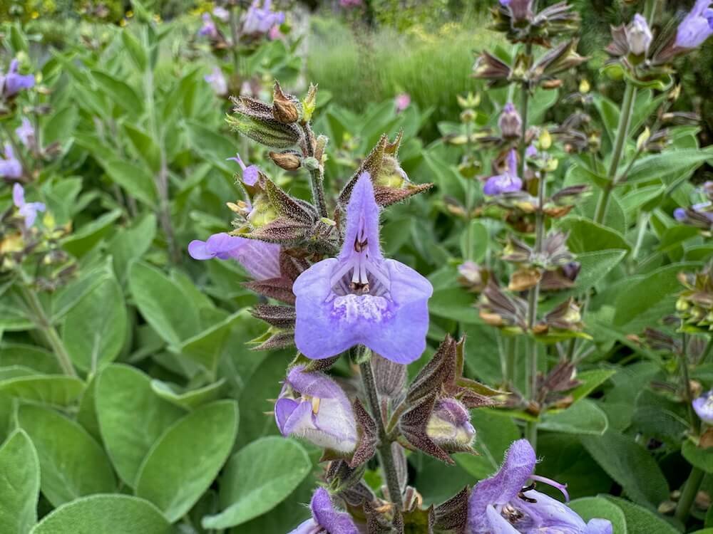 Salvia officinalis 04.jpeg