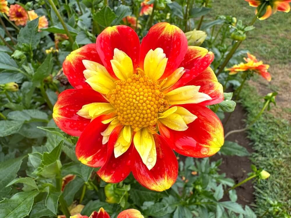Dahlia 'Pooh' 02.jpeg