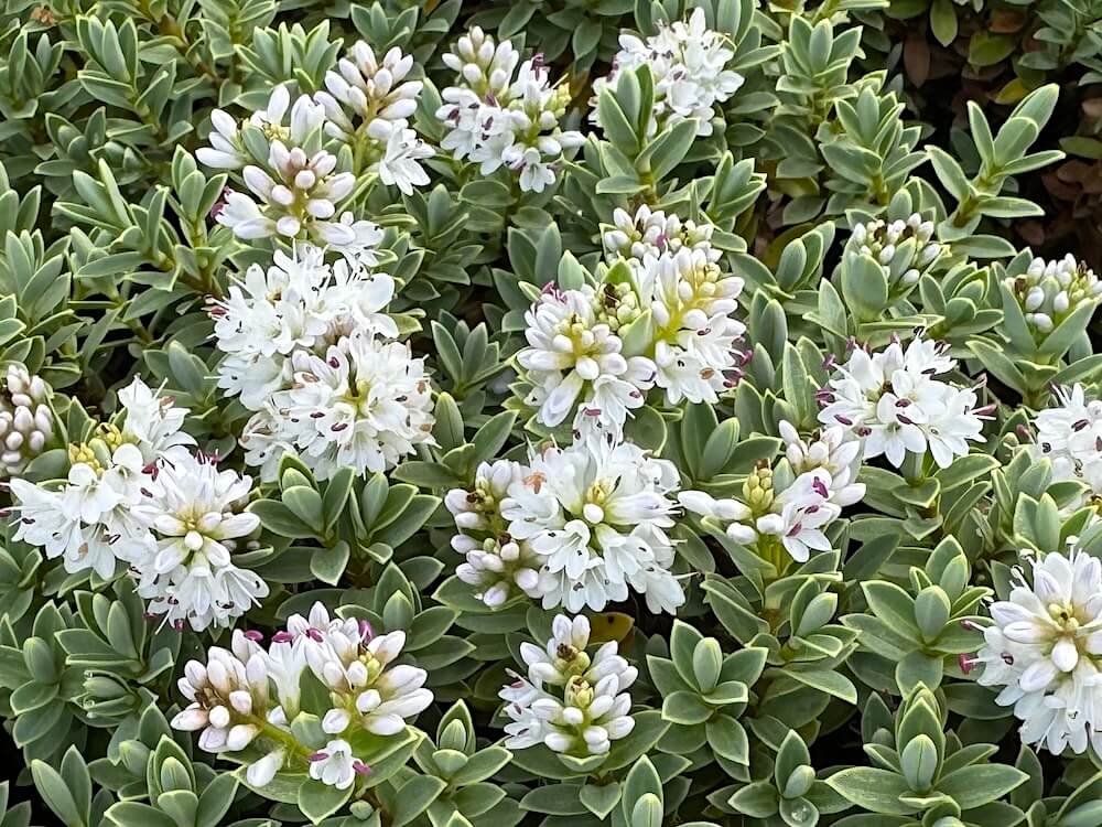 Veronica pinguifolia | Disk-leaved Hebe
