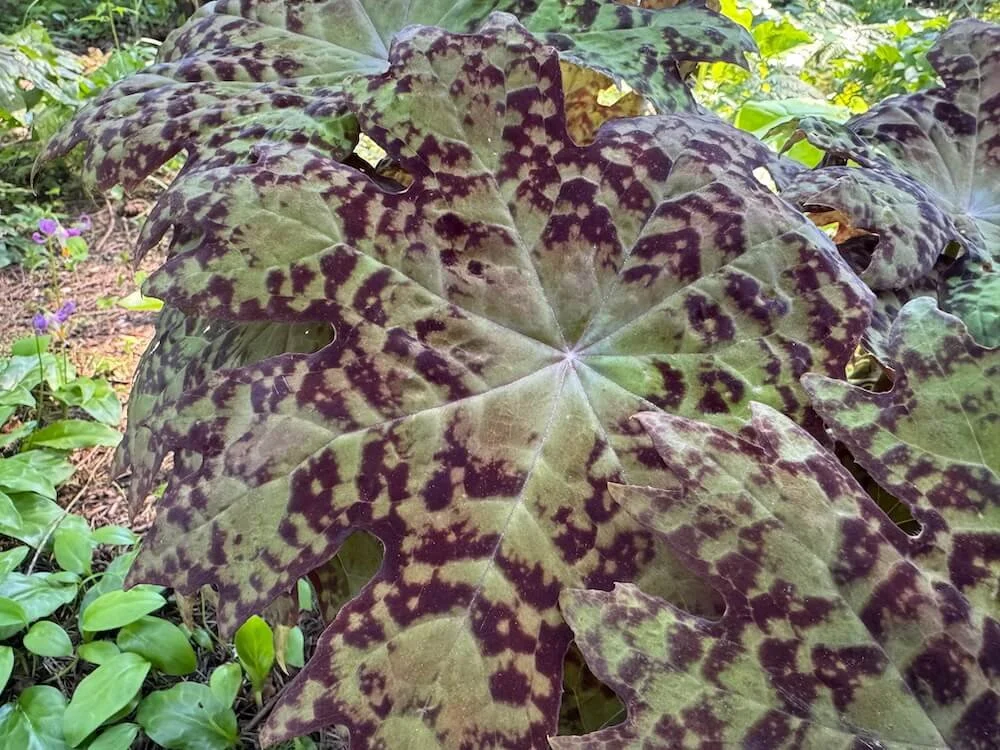Podophyllum delavayi 03.jpeg