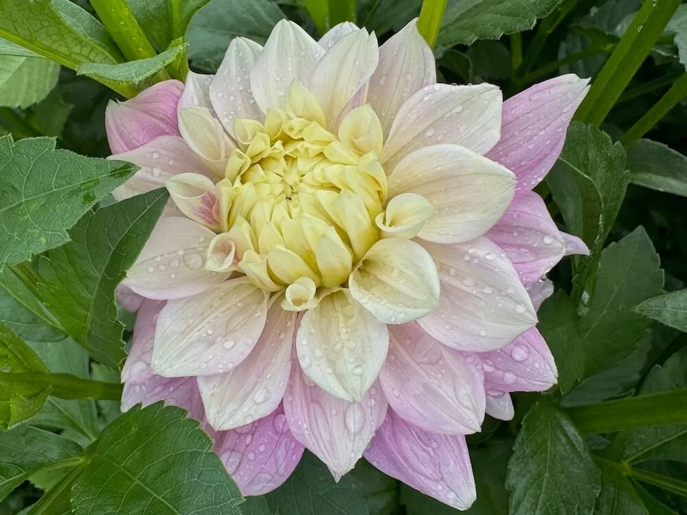 Dahlia 'Petal Faster' 02.jpeg