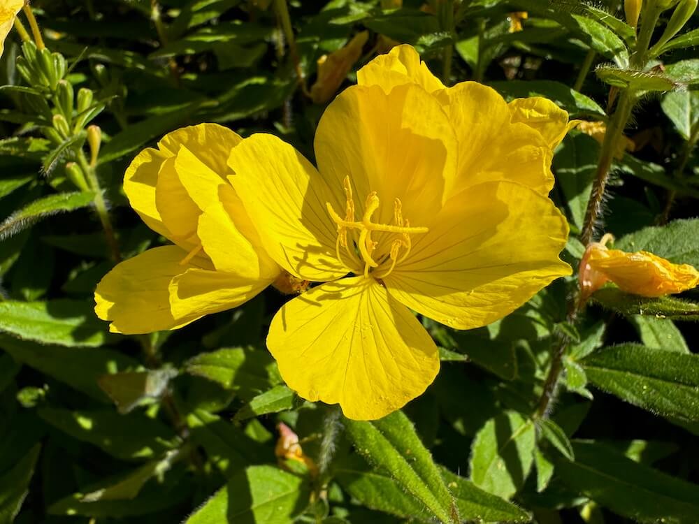 Oenothera fruticosa 01.jpeg