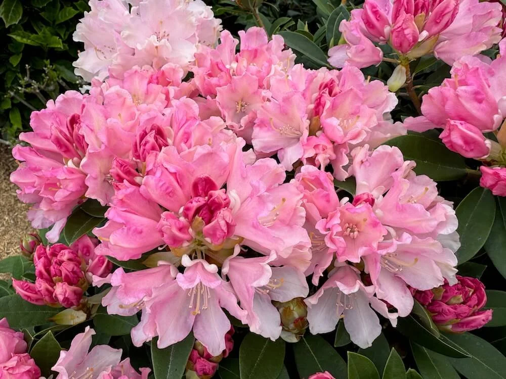 Rhododendron ‘Mardi Gras’ 04.jpeg