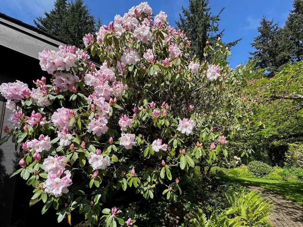 Rhododendron 'Loderi King George' 03.jpeg