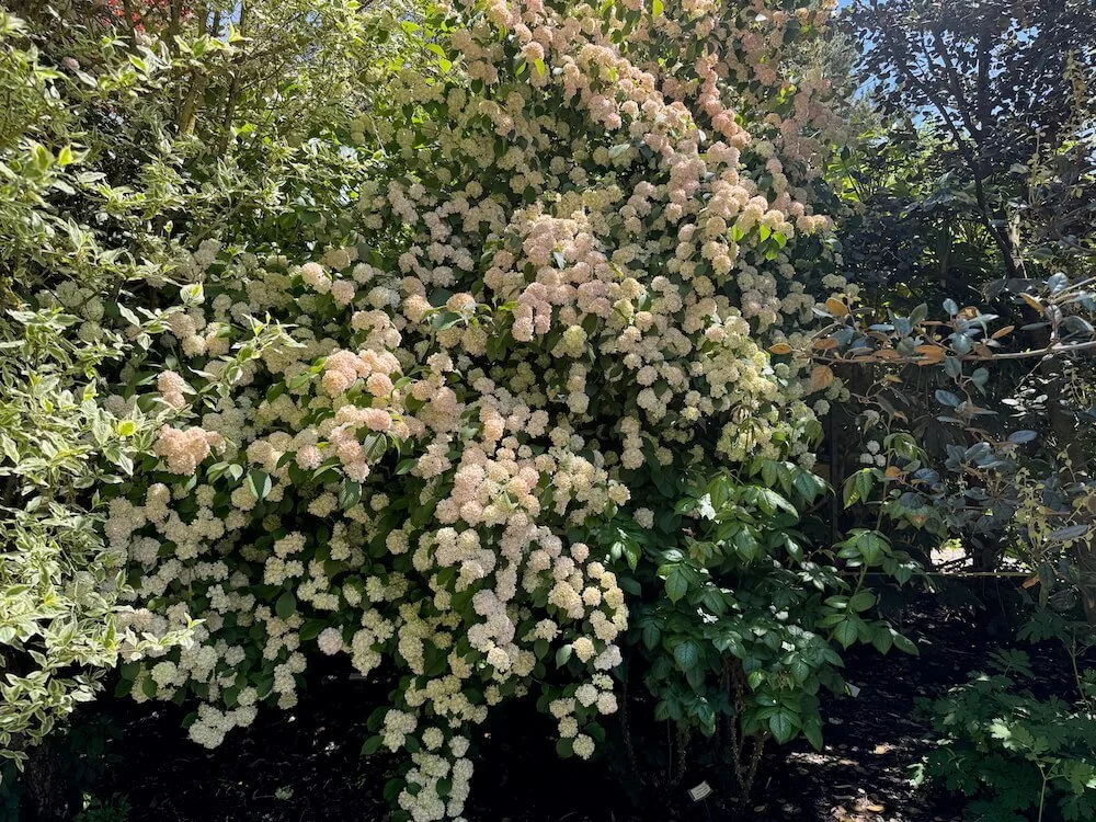 Viburnum plicatum f. plicatum 'Mary Milton' 10.jpeg