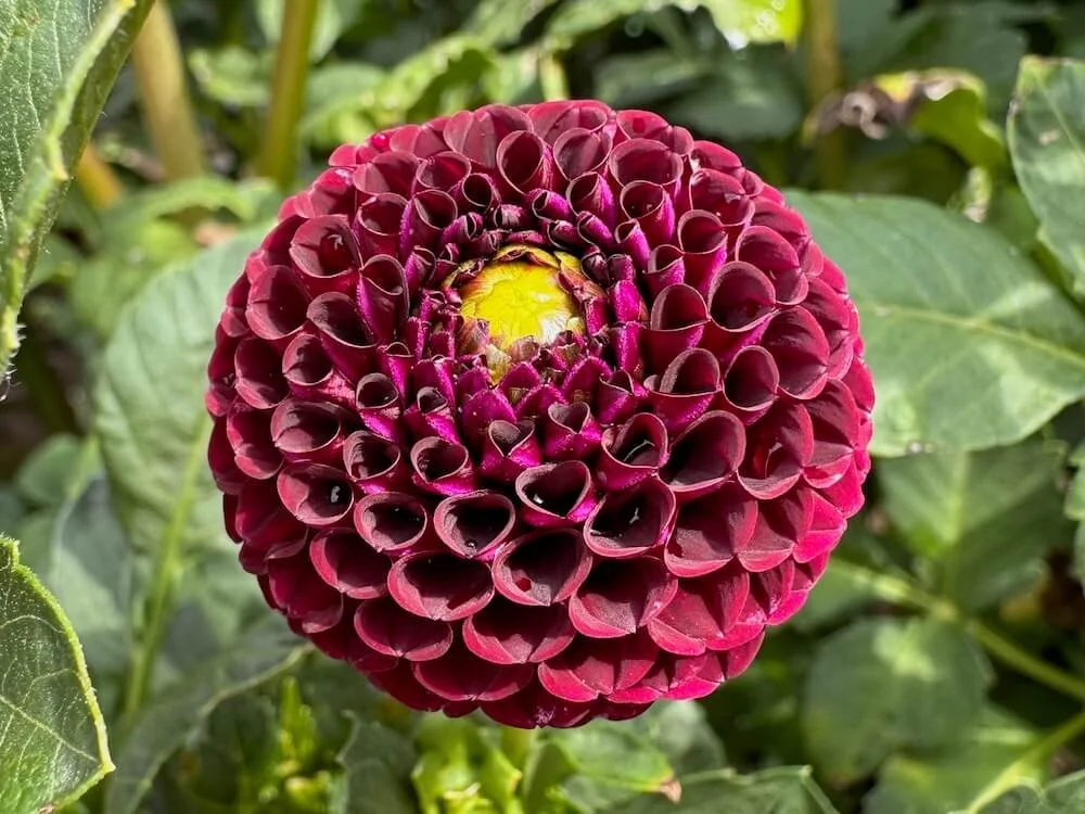 Dahlia 'Crossfield Ebony' 03.jpeg