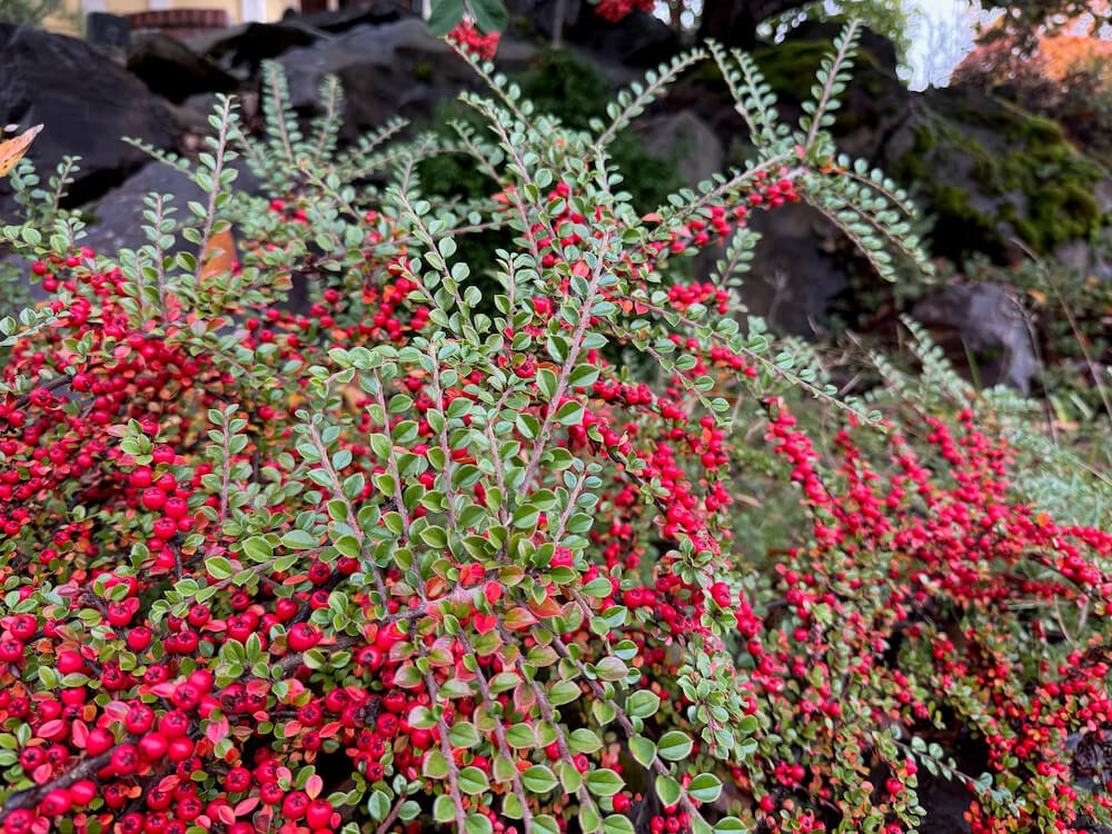 Cotoneaster horizontalis 02.jpeg