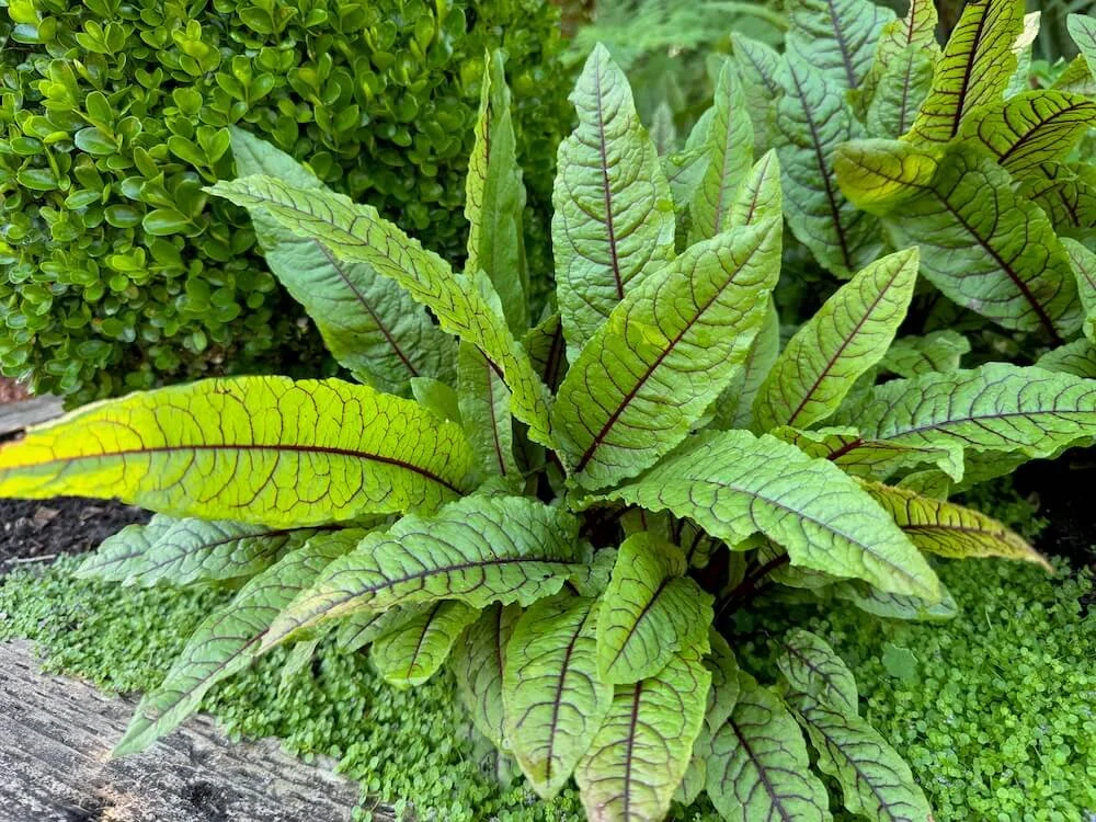Rumex sanguineus | Red Veined Sorrel