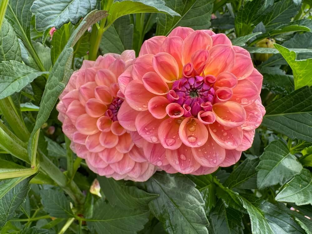 Dahlia 'Chewy' | Chewy Dahlia