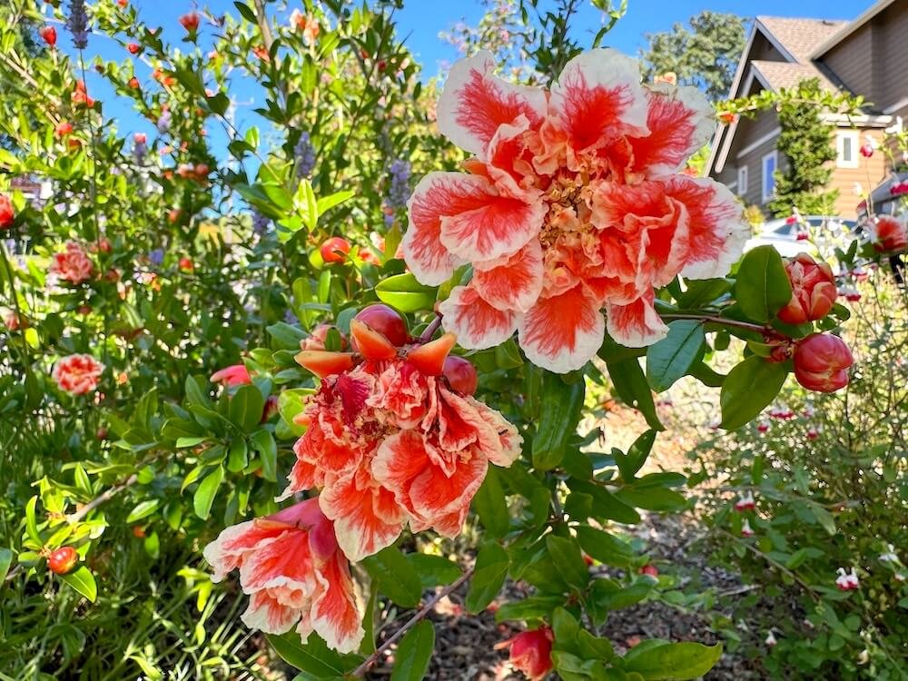 Punica granatum 'California Sunset' 02.jpeg