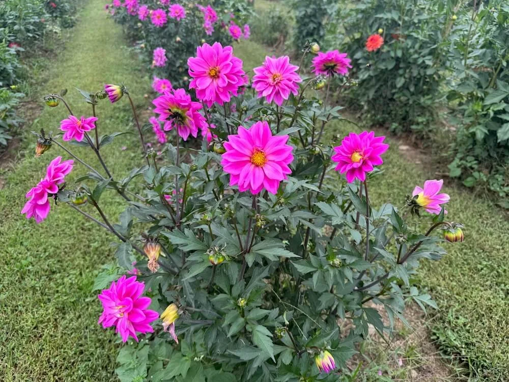 Dahlia 'Becky's Pink Lady' 02.jpeg