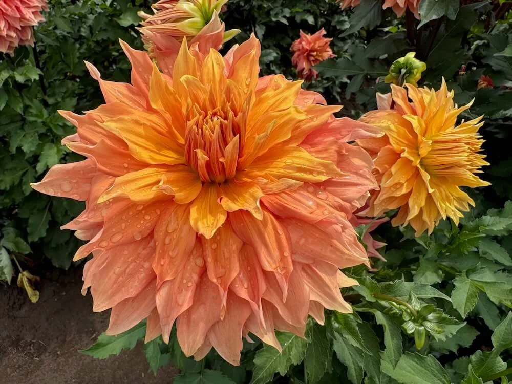 Dahlia 'Mango Madness' 07.jpeg