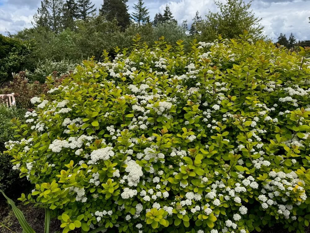 Spiraea betulifolia 'Tor Gold' 03.jpeg