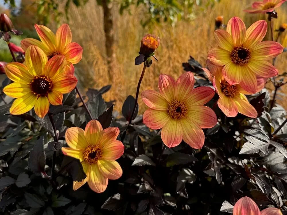 Dahlia 'Happy Single Flame' 01.jpeg
