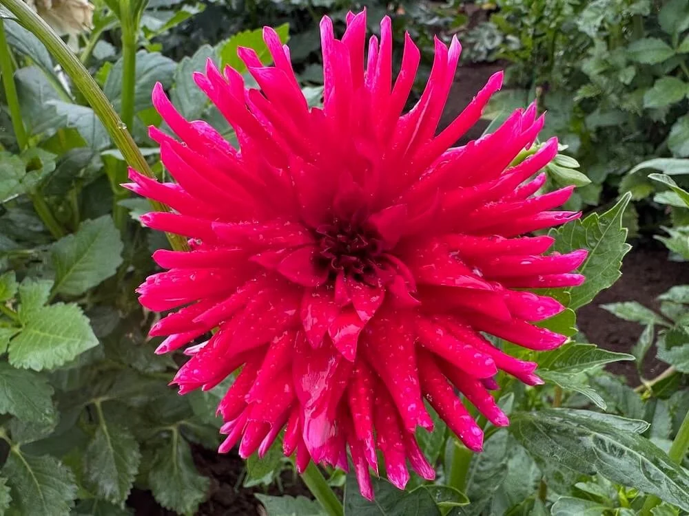 Dahlia 'Matilda Huston' | Matilda Huston Dahlia