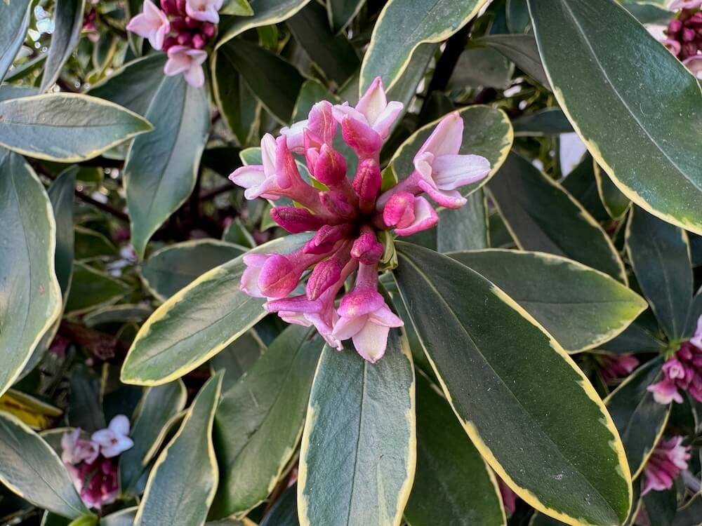 Daphne odora 'Aueromarginata' 13.jpeg