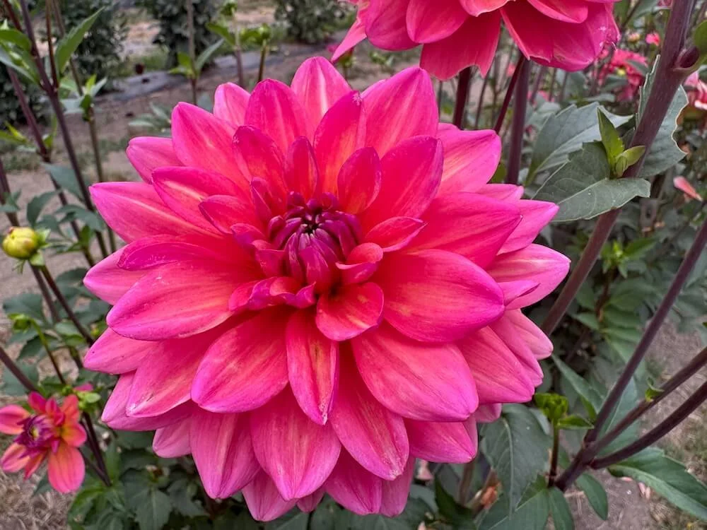 Dahlia 'Great Silence' 04.jpeg