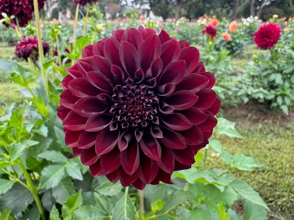 Dahlia 'Black Satin' 05.jpeg