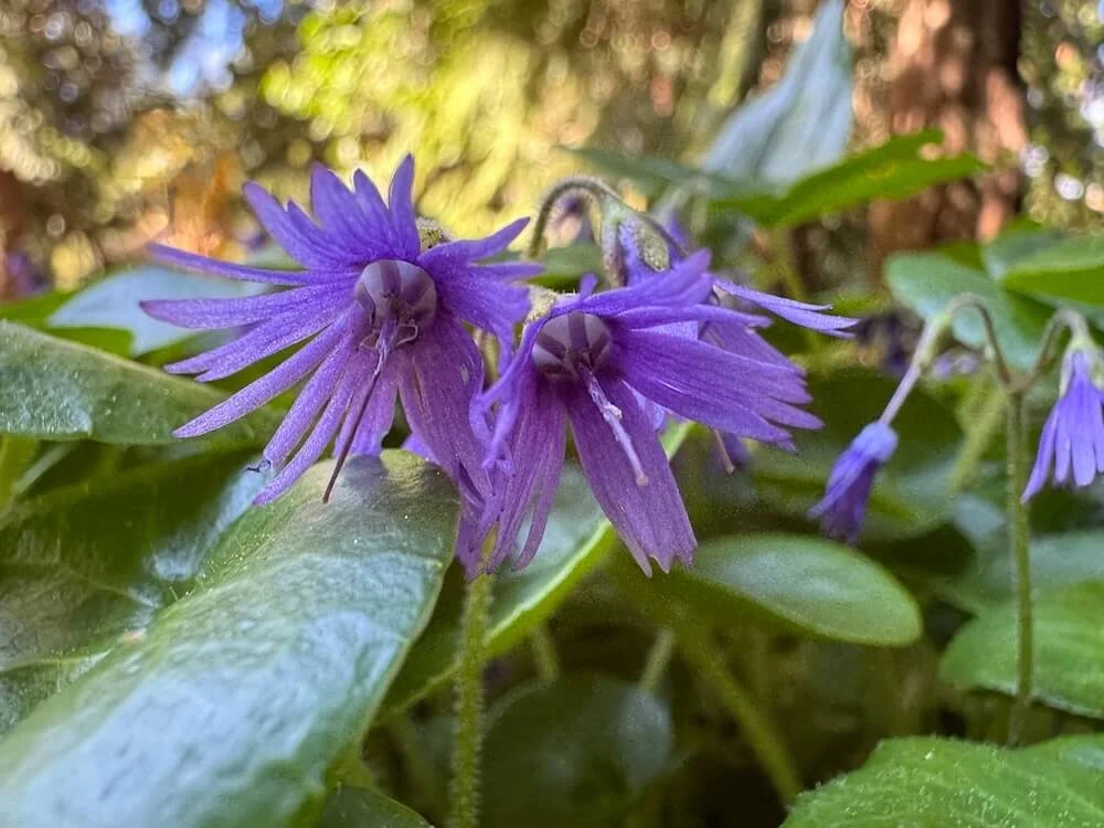 Soldanella alpina 01.jpeg