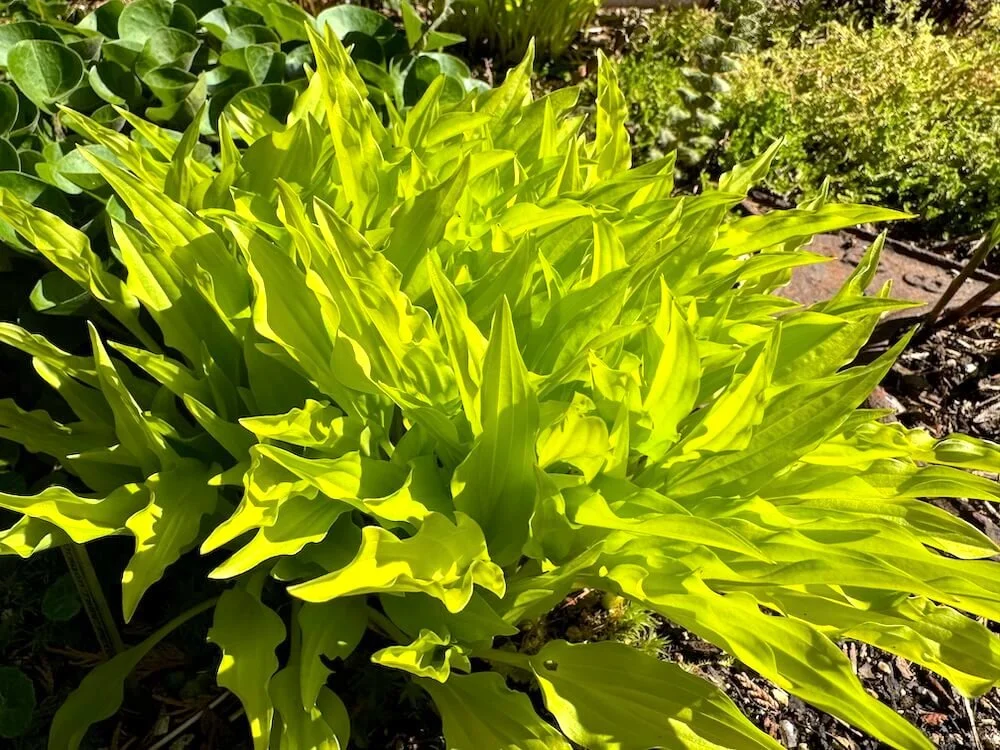 Hosta 'Dragon Tails' 02.jpeg