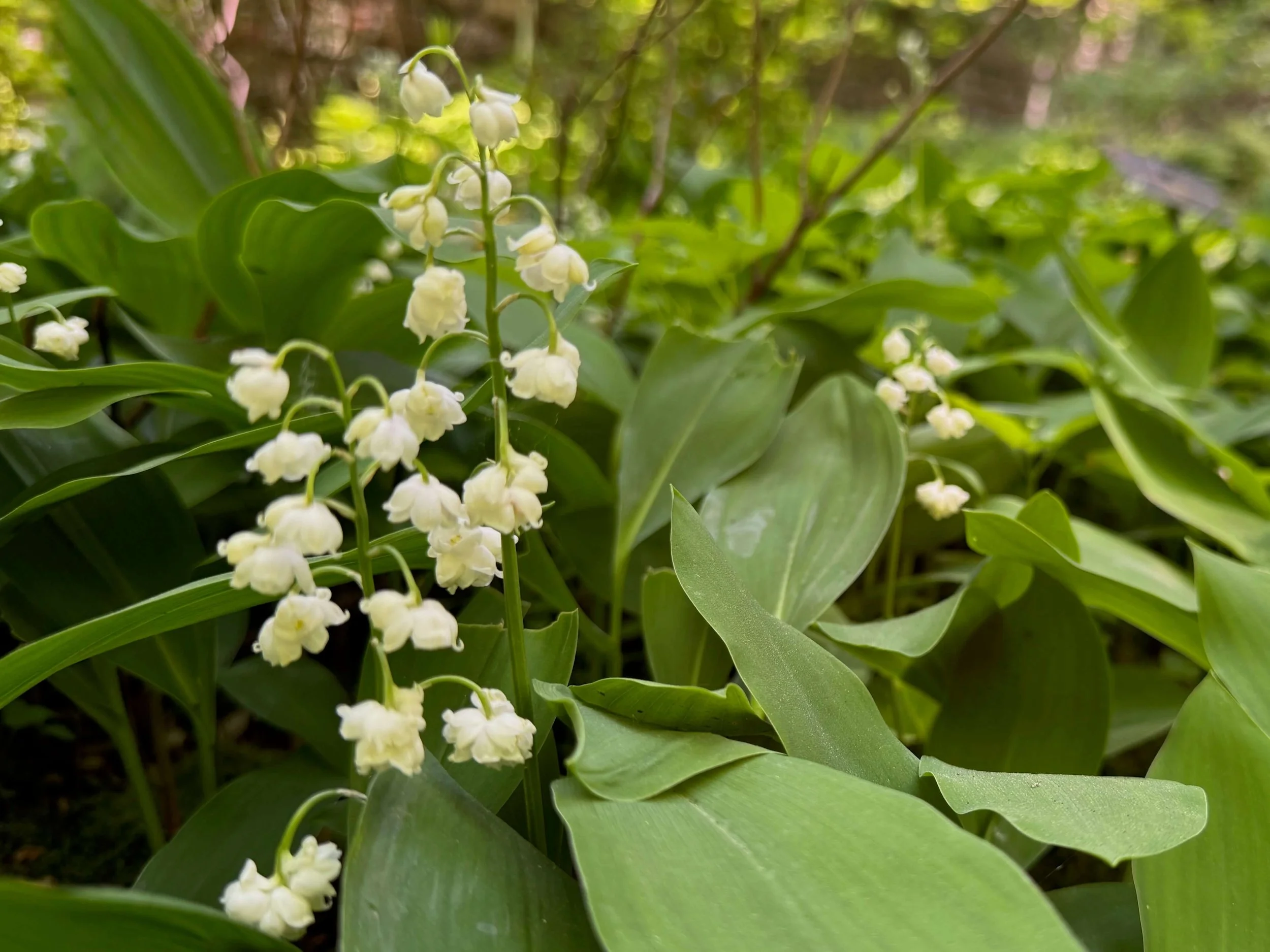 Convallaria majalis 'Prolificans' 03.jpeg