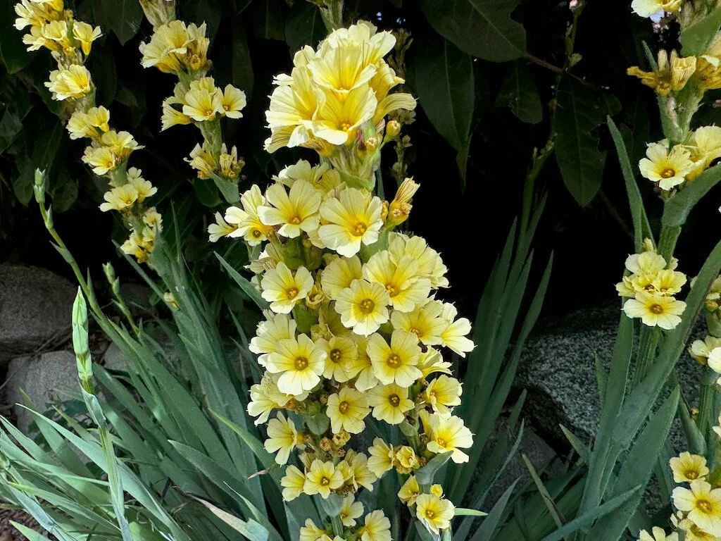 Sisyrinchium striatum 02.jpeg