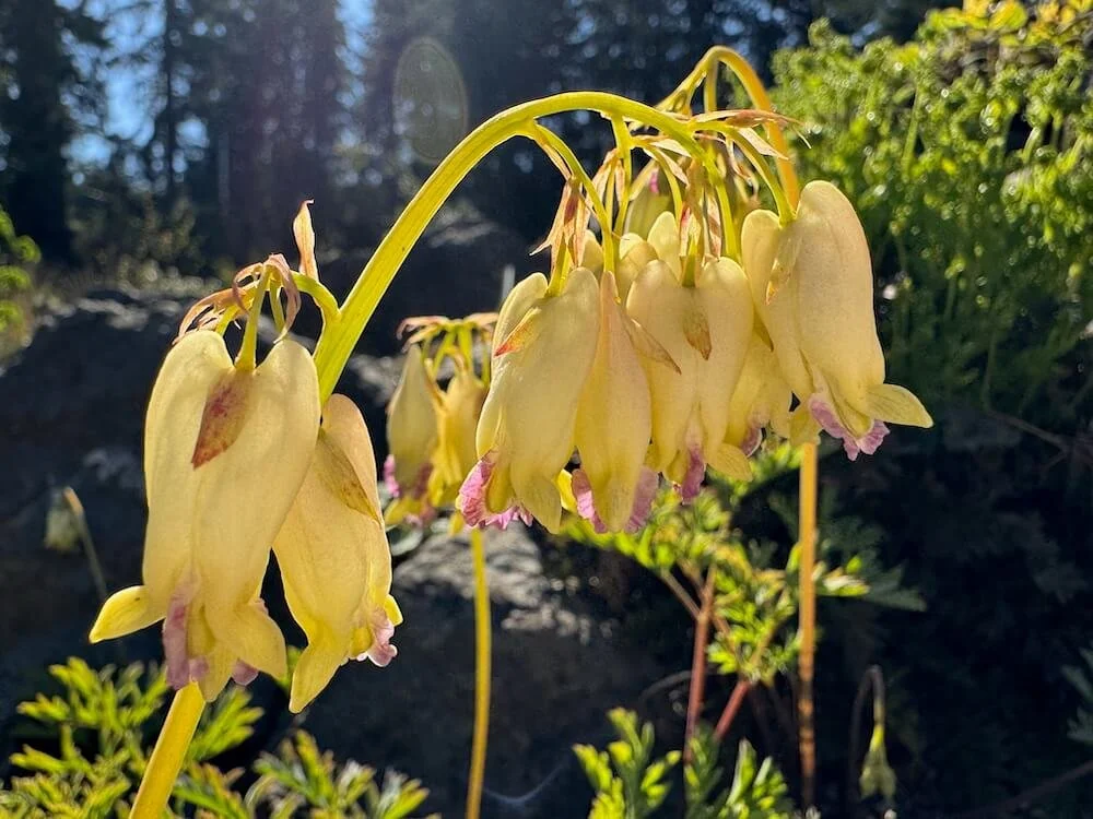 Dicentra formosa ‘Sulphur Hearts’ 04.jpeg
