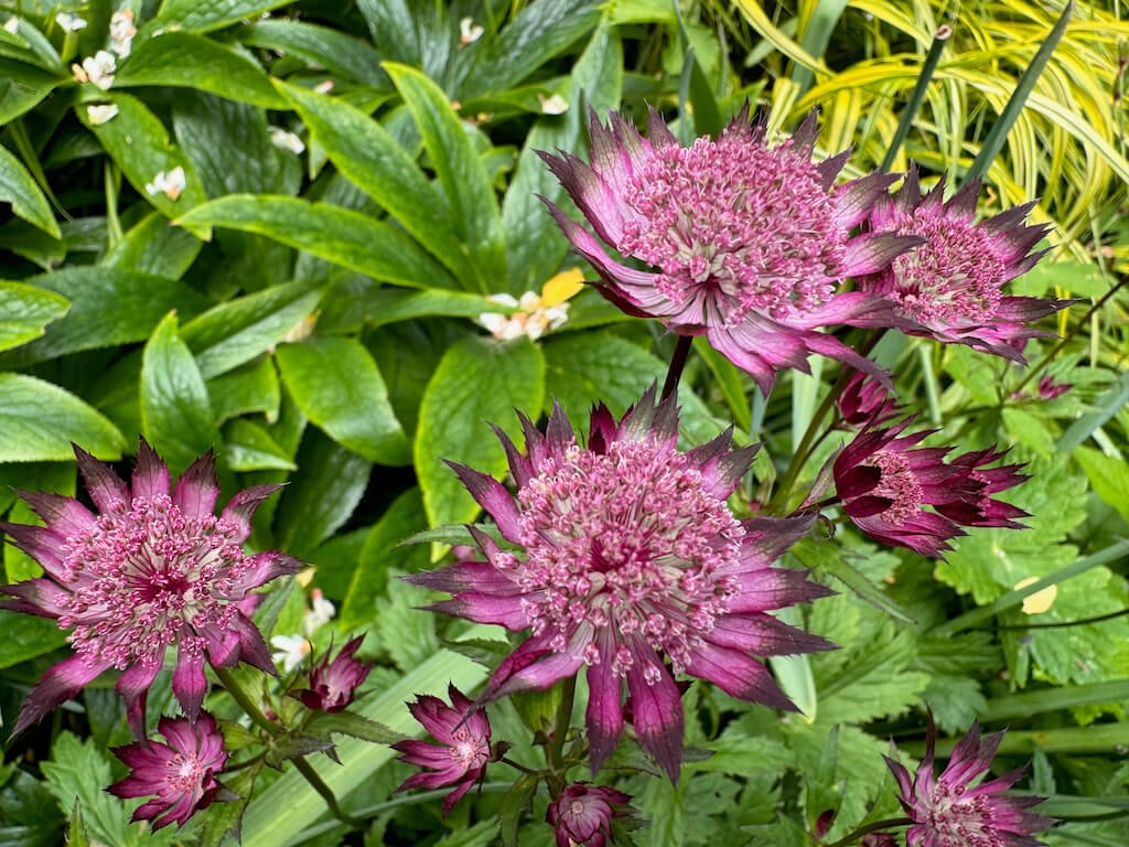 Astrantia major 'Star of Fire' 02.jpeg