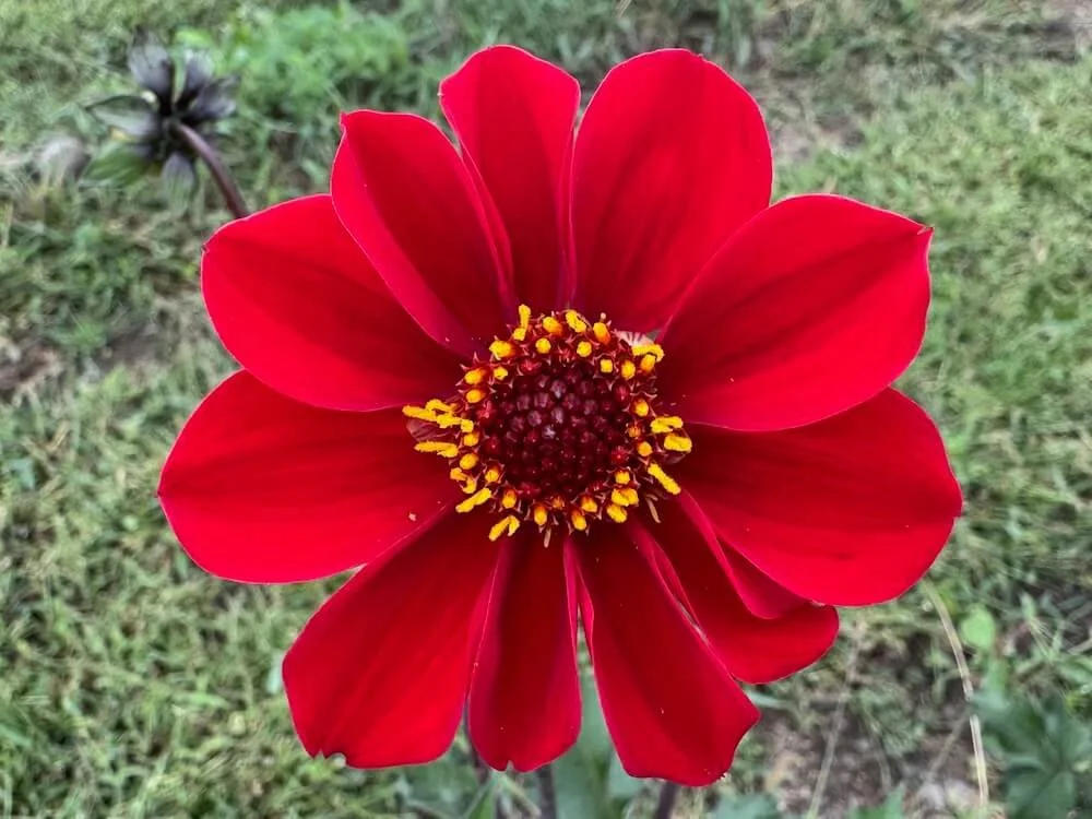 Dahlia 'Red Susan' | Red Susan Dahlia