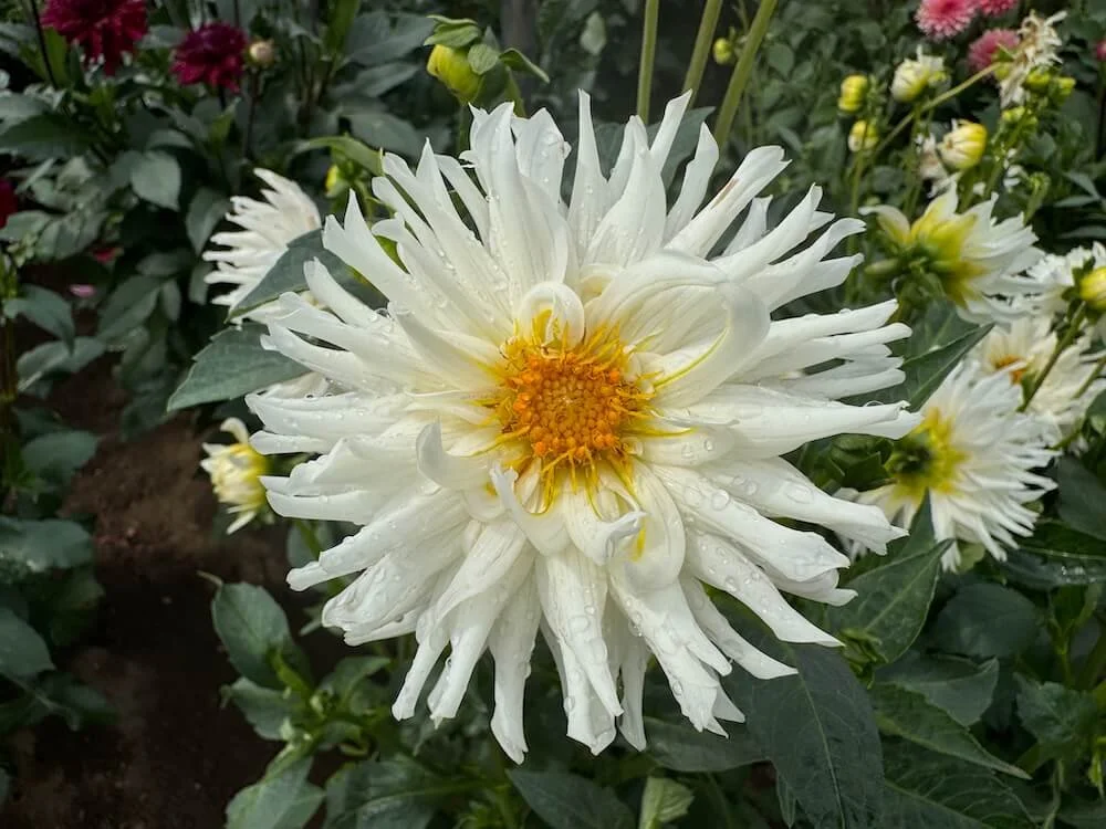 Dahlia 'Jack Frost' 02.jpeg