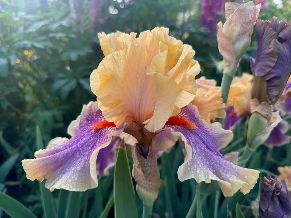 Iris 'Smith Rock' 01.jpeg