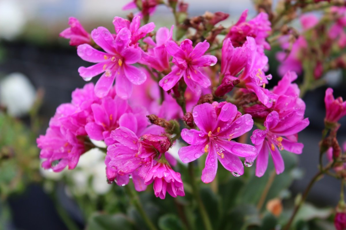 Lewisia 01.jpg