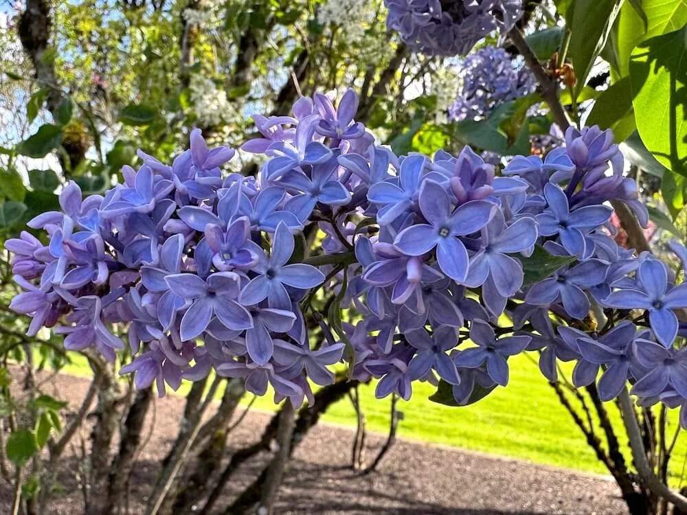 Syringa vulgaris 'President Lincoln' 02.jpeg