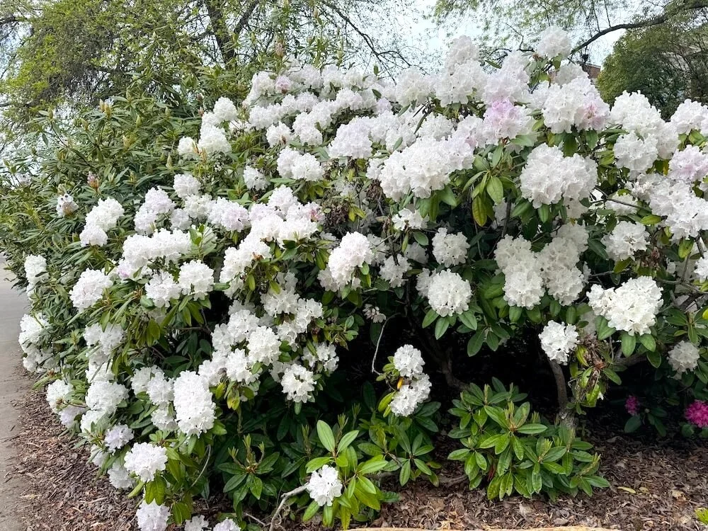 Rhododendron aberconwayi 03.jpeg