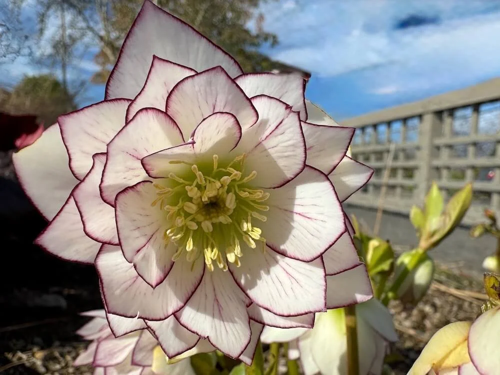 Helleborus x hybridus 'Fire and Ice'  03.jpeg