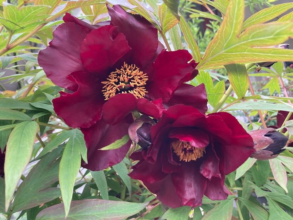 Paeonia x intersectional 'scarlet heaven' 06.jpeg