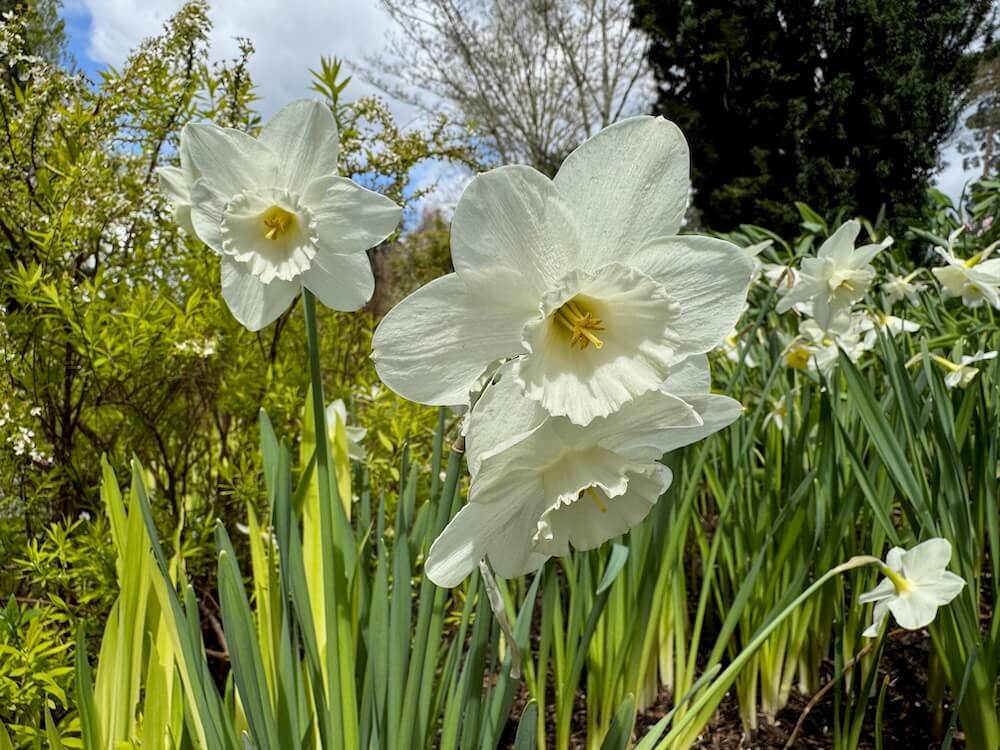 Narcissus 'Frosty Snow' 02.jpeg